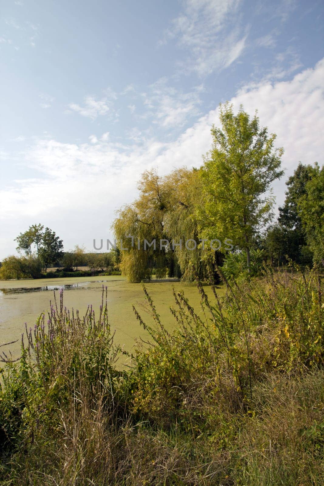 Countryside landscape in Saône et Loire (Burgundy - France). Pond and horizon.