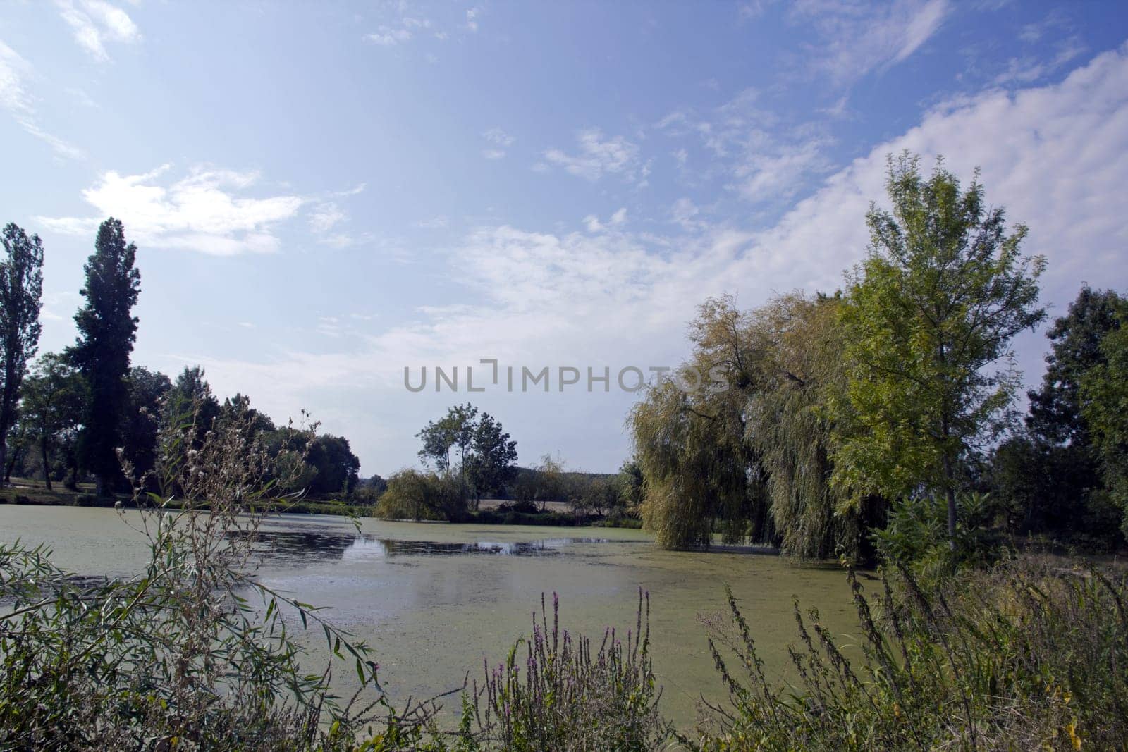 Countryside landscape in Saône et Loire (Burgundy - France). Pond and horizon.
