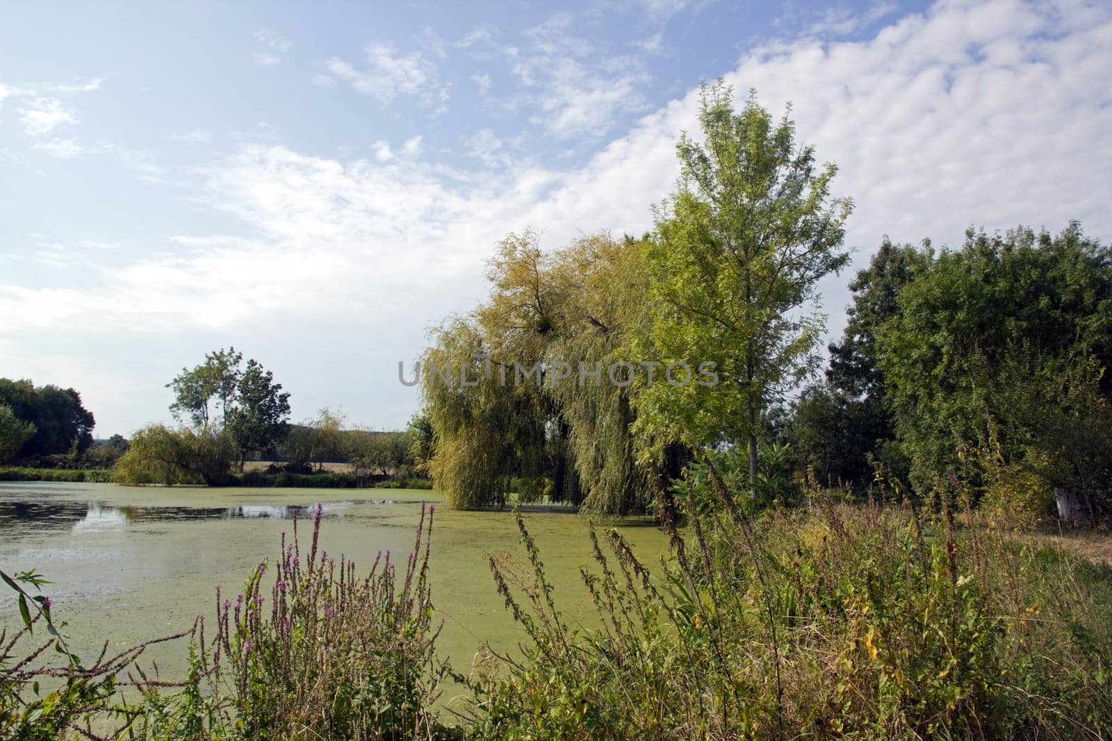 Countryside landscape in Saône et Loire (Burgundy - France). Pond and horizon.