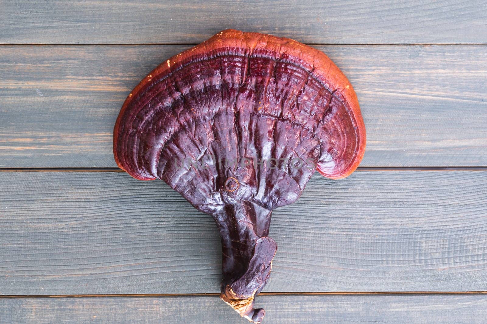 Close up of Ling zhi mushroom, Ganoderma lucidum mushroom on wood table