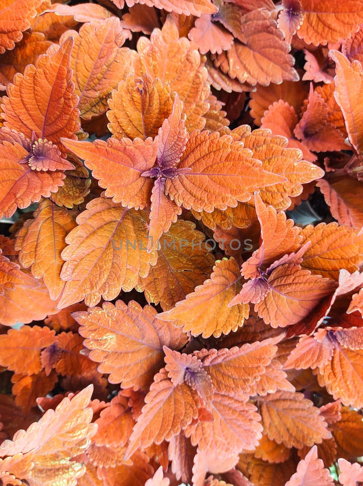 Coleus campfire, reddish and orange garden foliage, background.