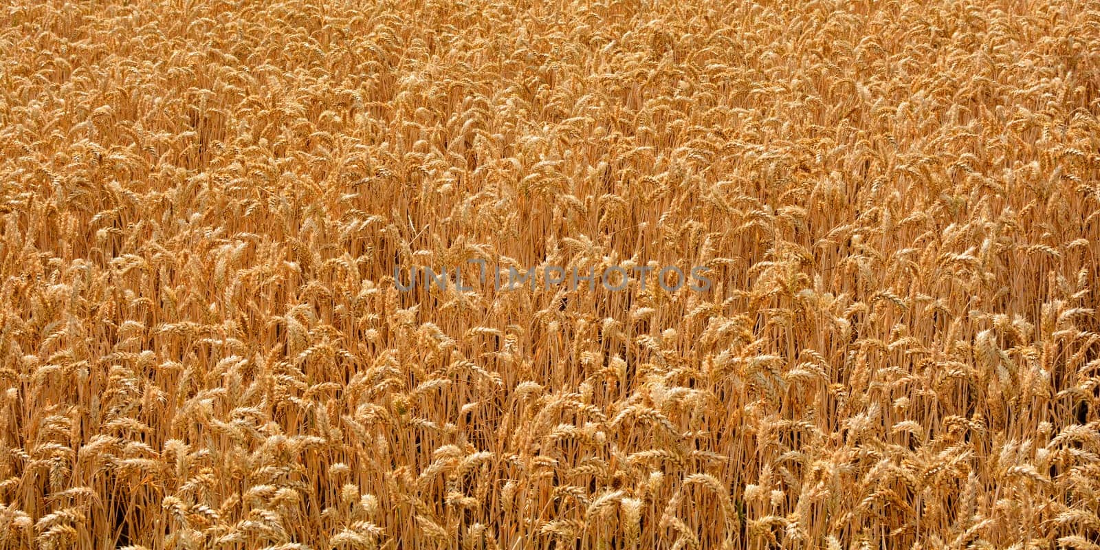 Grain field before harvest in banner