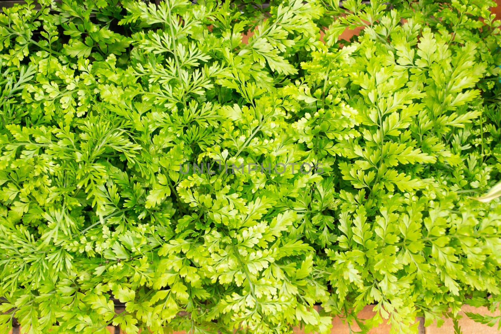 Wall rue fern, asplenium ruta muraria, background texture close up