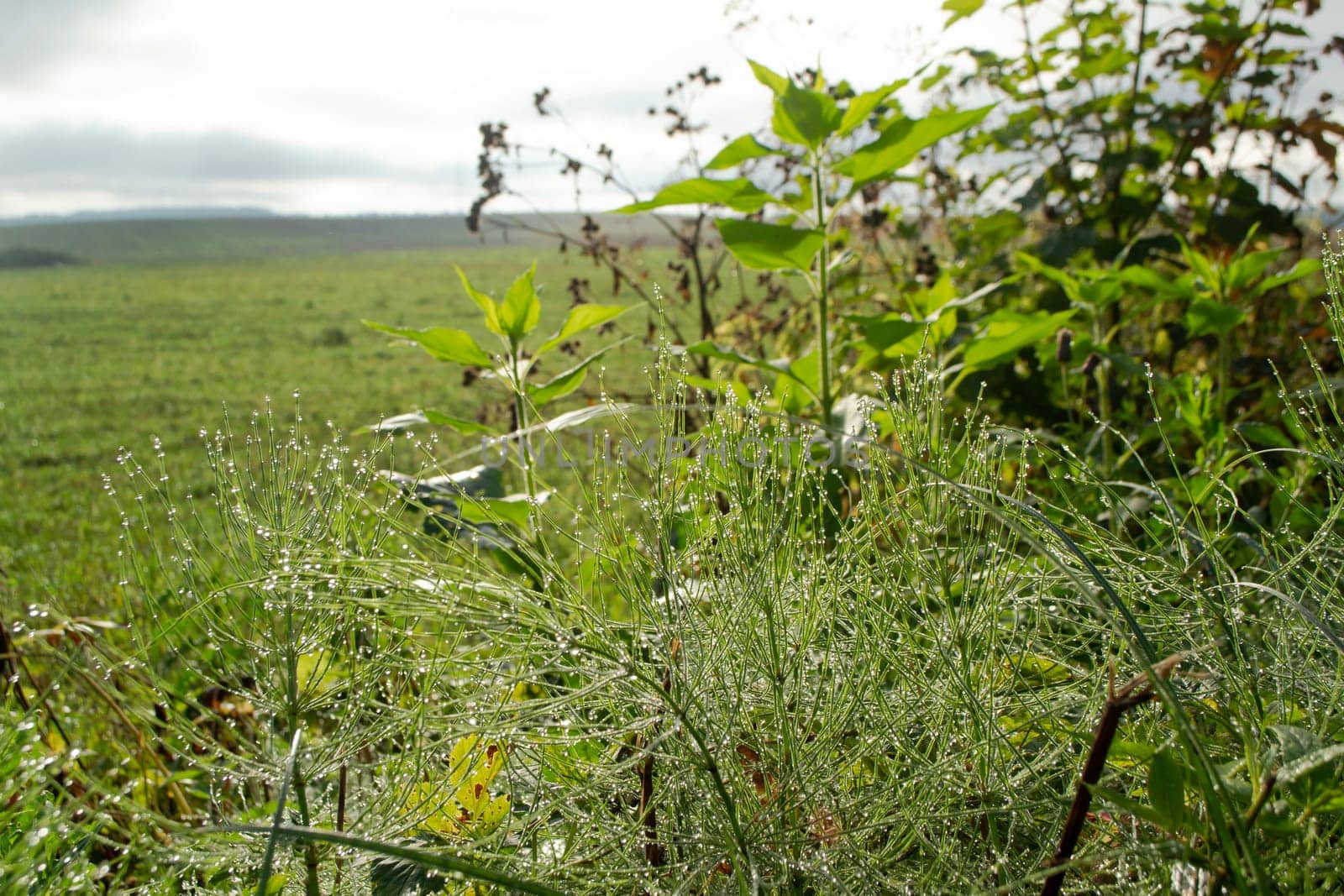 Fresh grass with dew drops, view of green meadow