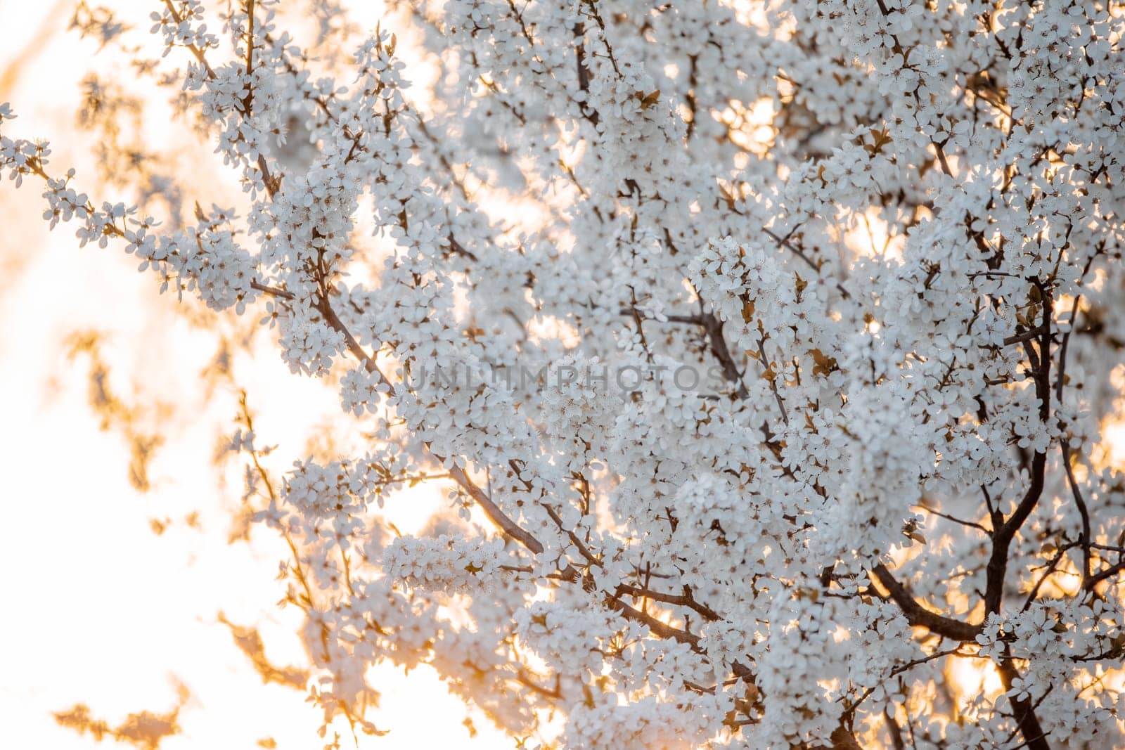 Midland hawthorn (Crataegus laevigata), white flowering tree in springtime, Europe