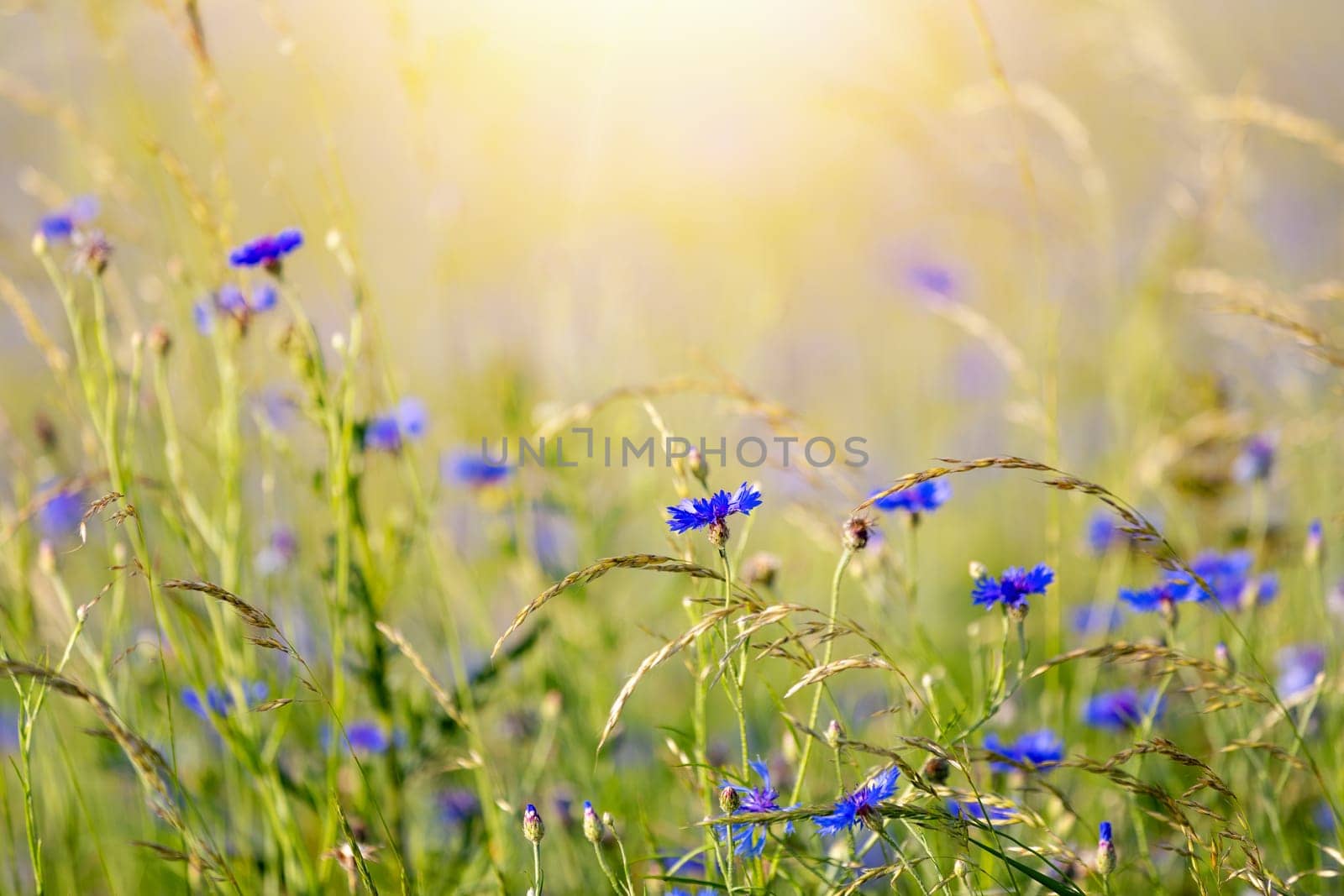 Beautiful blue Cornflower Centaurea cyanus. Beautiful flowers with blue bloom in summer meadow, Summer agriculture concept and landscape with blue sky.