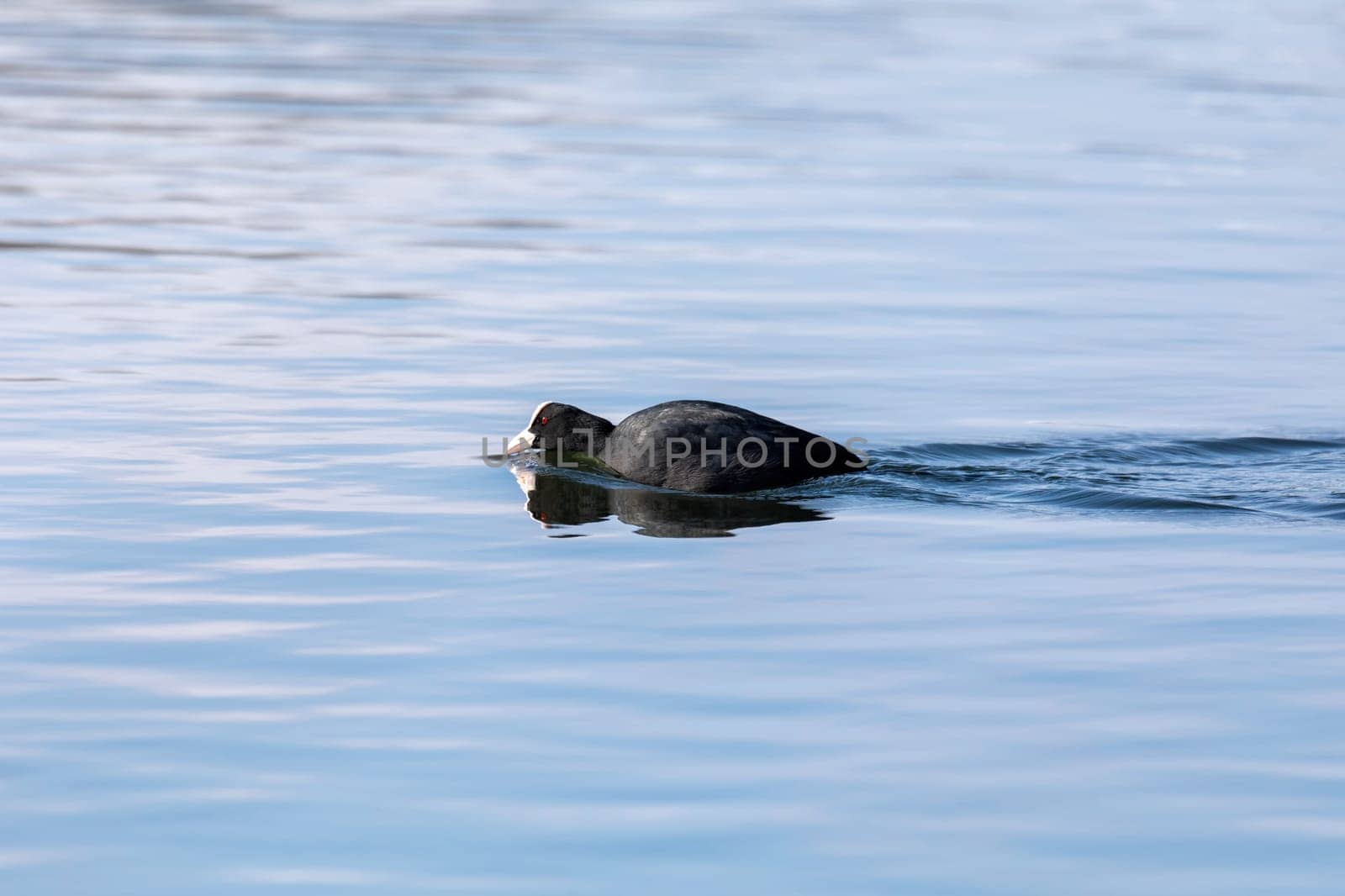 water bird Eurasian coot (Fulica atra) fast swimming in spring pond. Czech Republic, Europe Wildlife