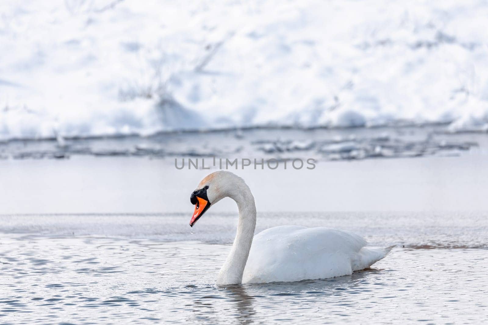 Wild bird mute swan (Cygnus olor) swim in winter on pond on snowy landscape, Czech Republic Europe wildlife