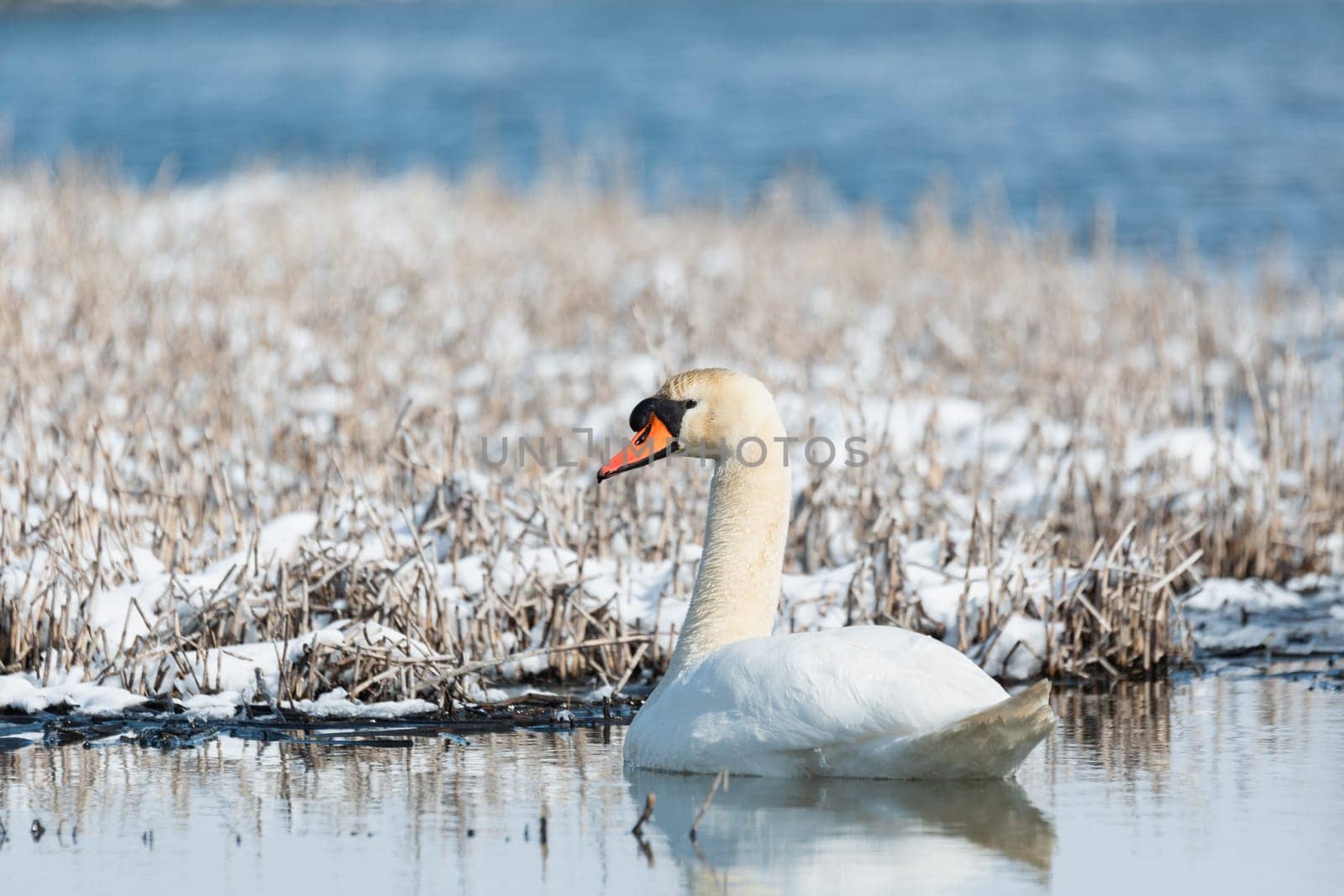 Wild bird mute swan (Cygnus olor) swim in winter on pond on snowy landscape, Czech Republic Europe wildlife