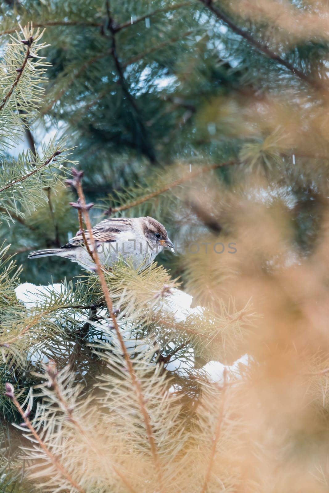 female of small beautiful bird house sparrow, Passer domesticus, bird sitting on the tree branch in winter garden