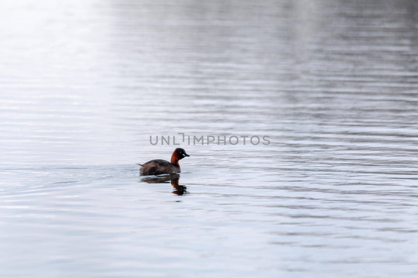 cute small water bird Little Grebe, Tachybaptus ruficollis, swimming on a river hunting for food.