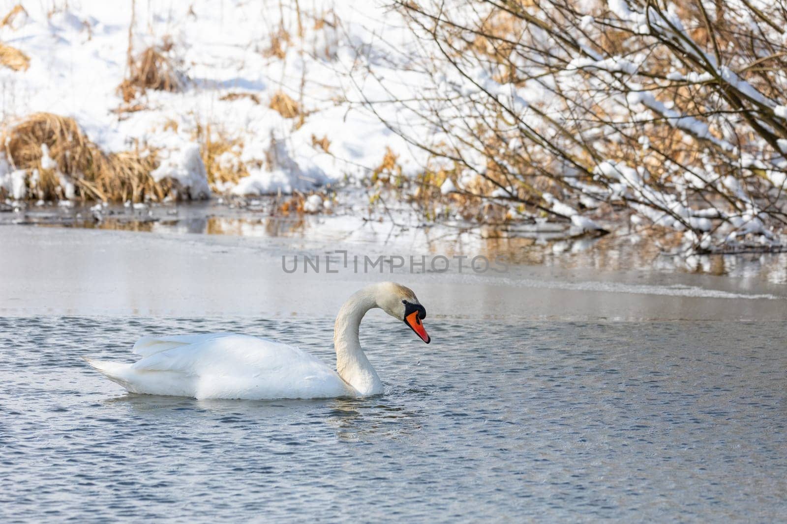 Wild bird mute swan (Cygnus olor) swim in winter on pond on snowy landscape, Czech Republic Europe wildlife
