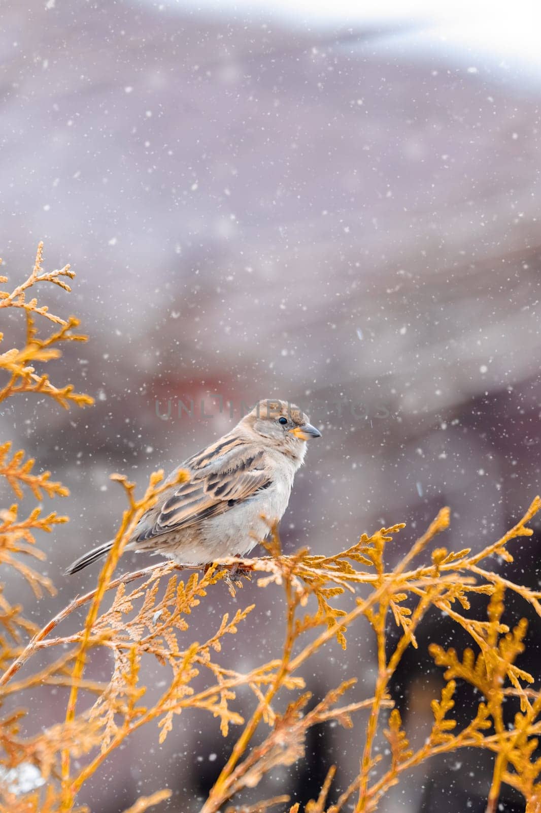 female of small beautiful bird house sparrow, Passer domesticus, bird sitting on the tree branch in winter garden