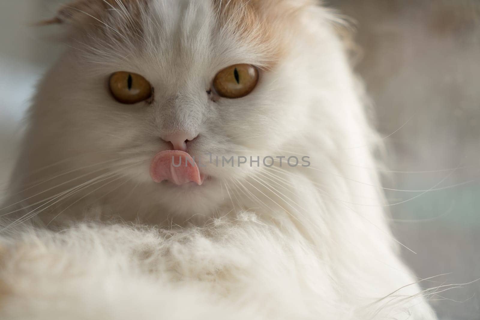 A beautiful white fluffy cat licks its lips. shallow depth of field. copyspace.