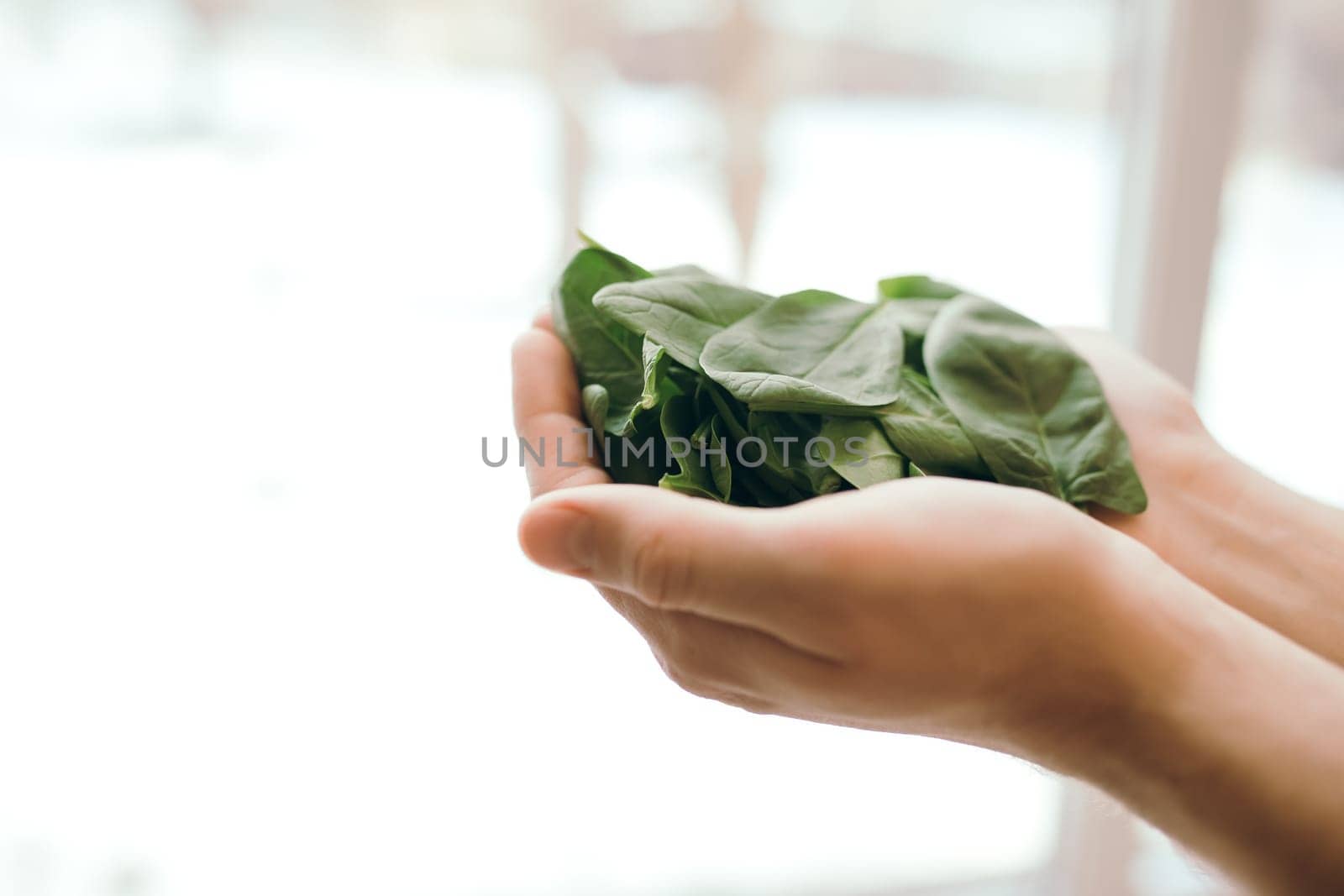 Hands holding fresh green salad leaves of spinach on blurred background. Healthy vegetarian eating concept. Green leaves of spinach. Gifts of nature. Blessed harvest. High quality photo