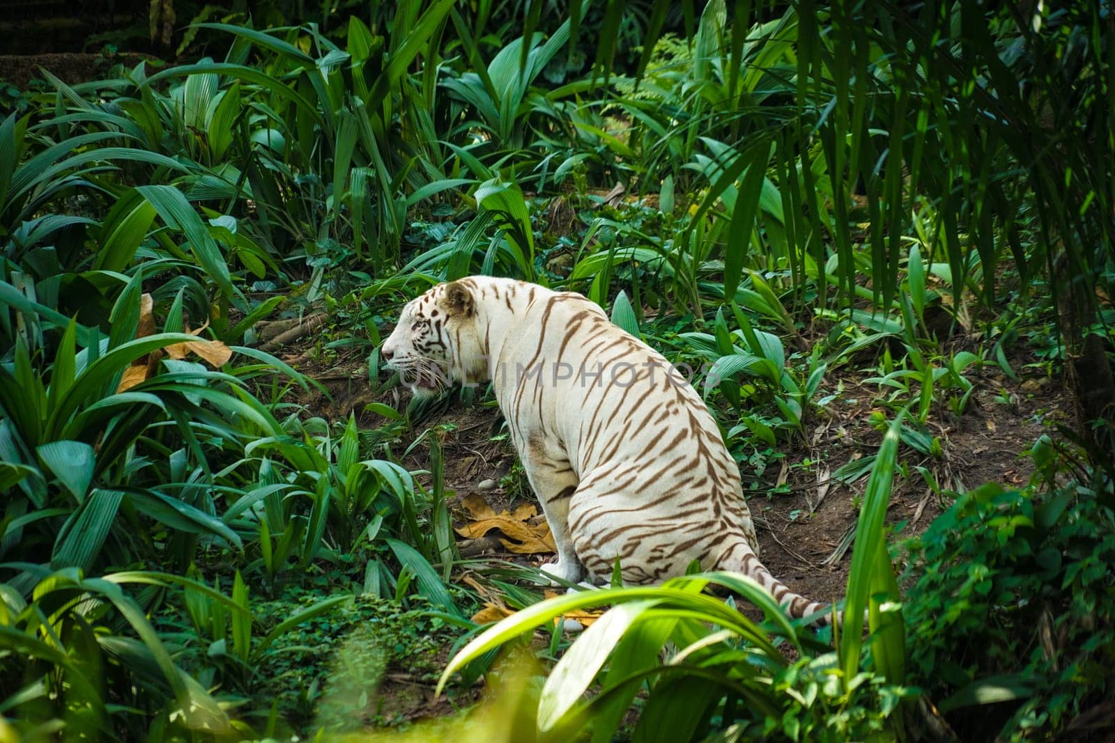 White Tiger Nestled in the jungle. Shooting Location: Singapore