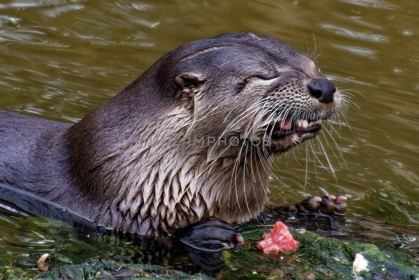 Otter