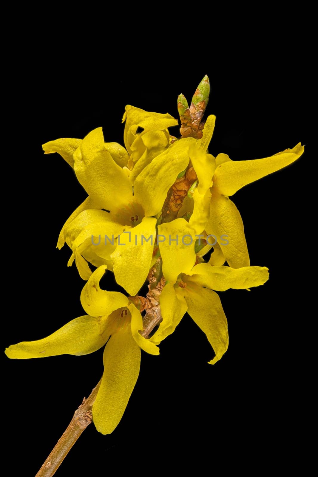 Close up of yellow forsythia flowers against a black background
