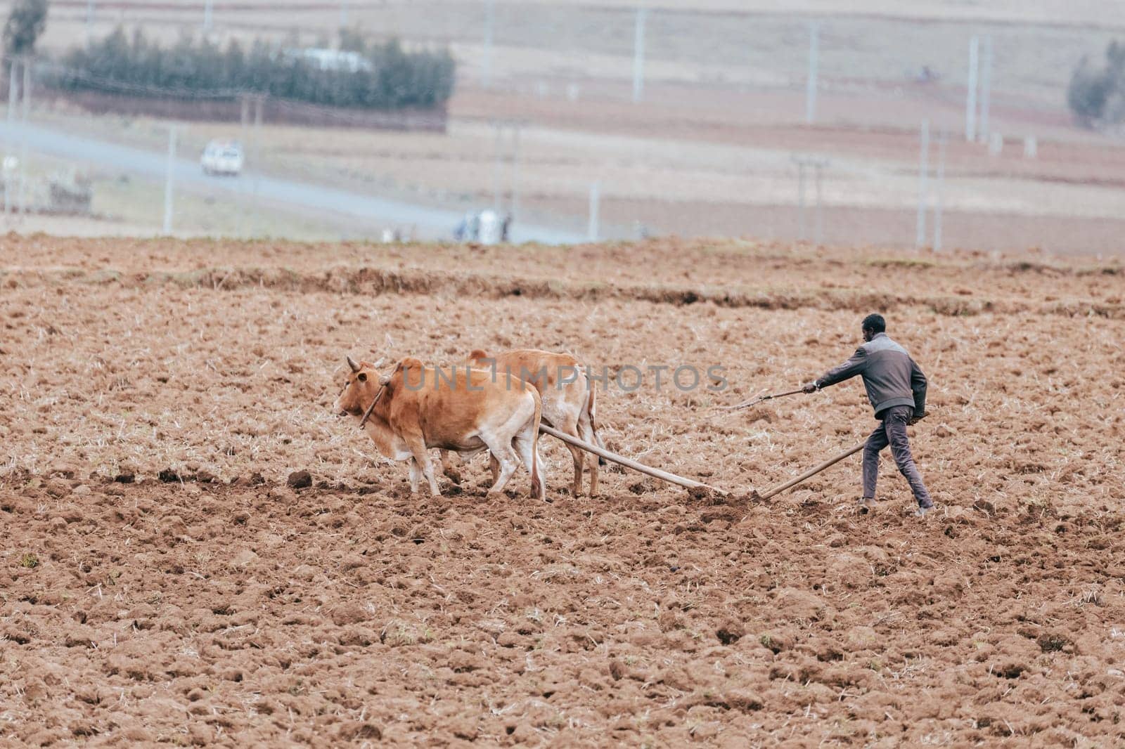OROMIA REGION, ETHIOPIA, APRIL 19.2019, Unknown Ethiopian farmer cultivates a field with a traditional primitive wooden plow pulled by cows on April 19. 2019 in Oromia Region, Ethiopia