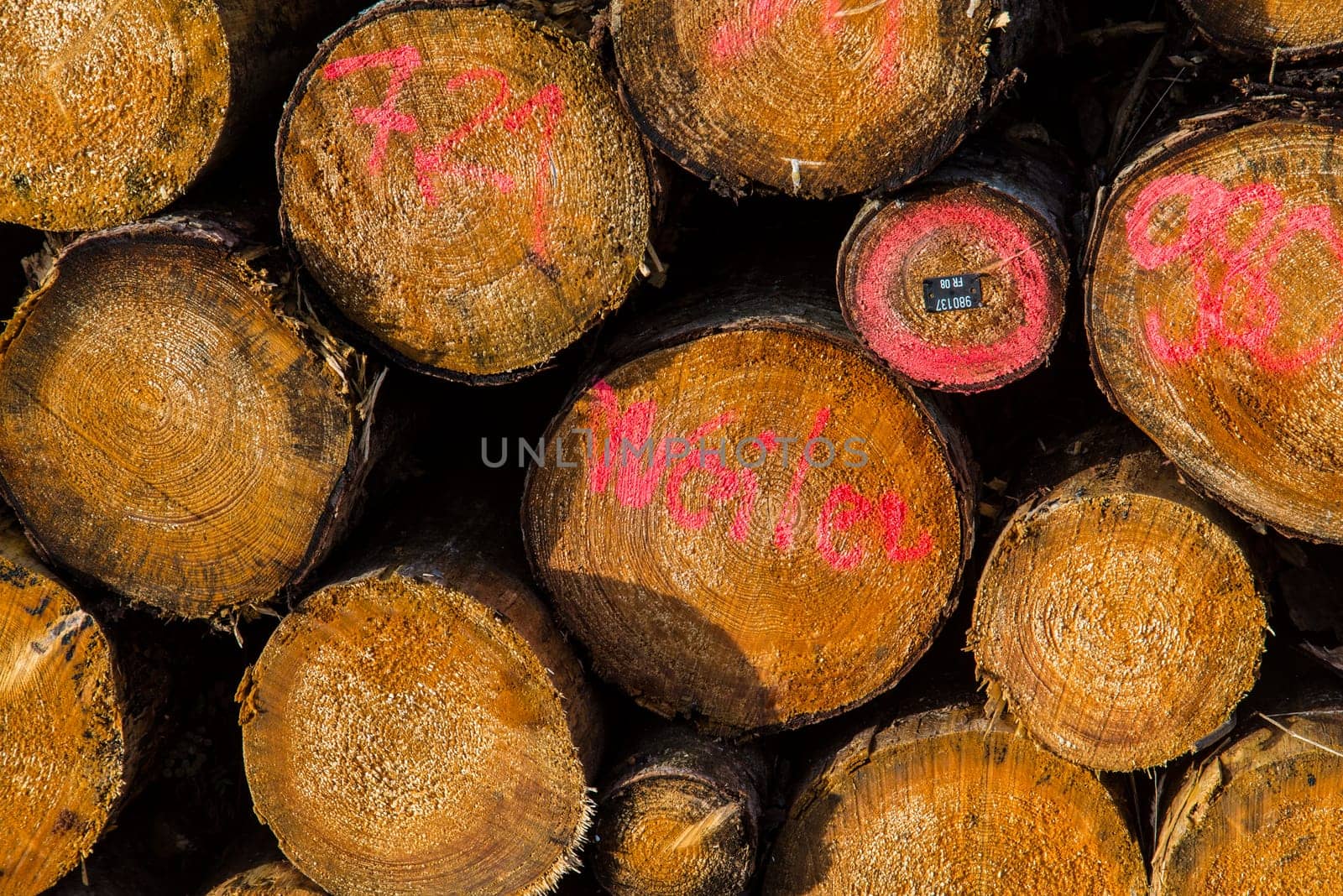 in the forest - wood