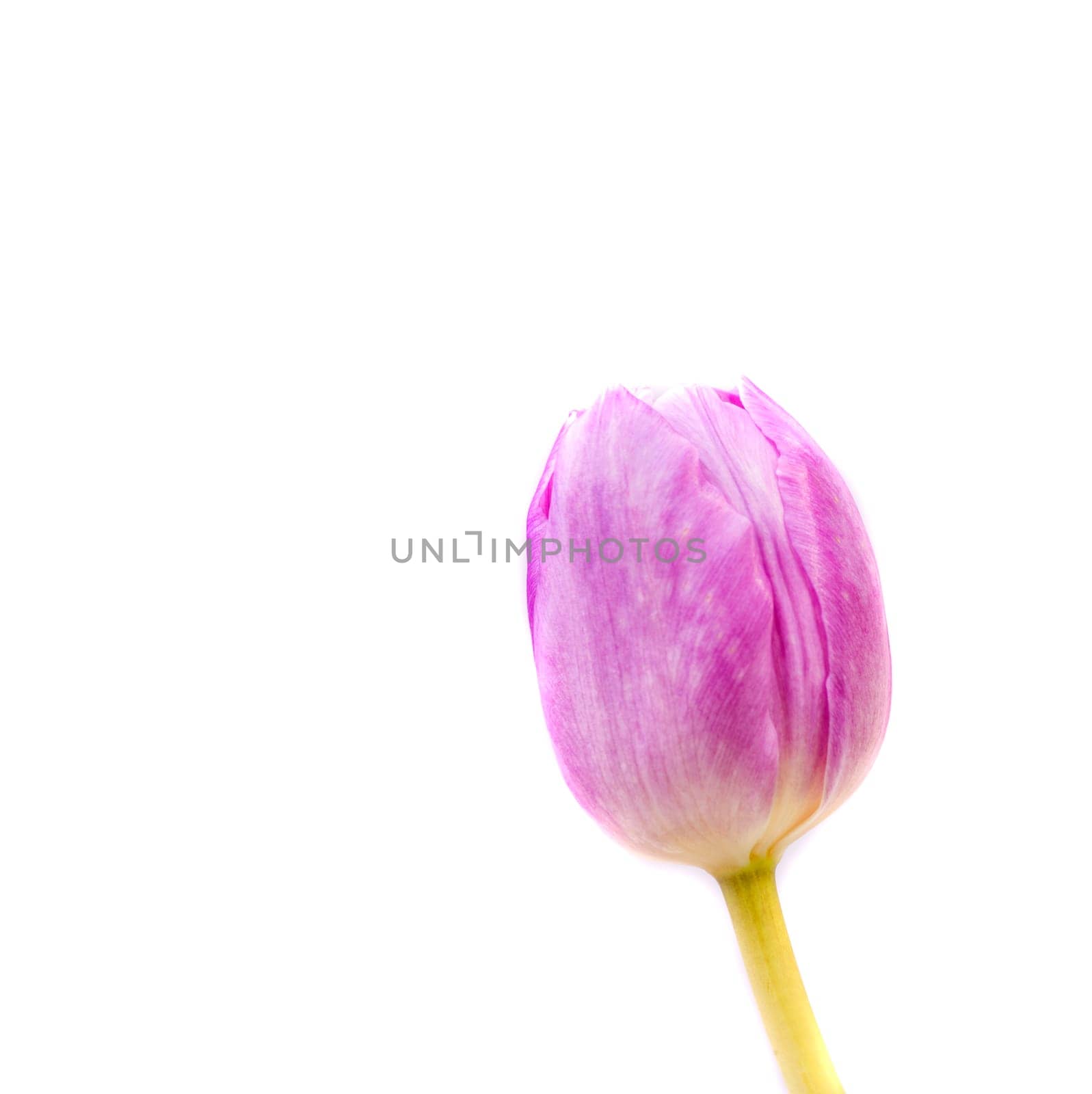Pink Tulips in closeup