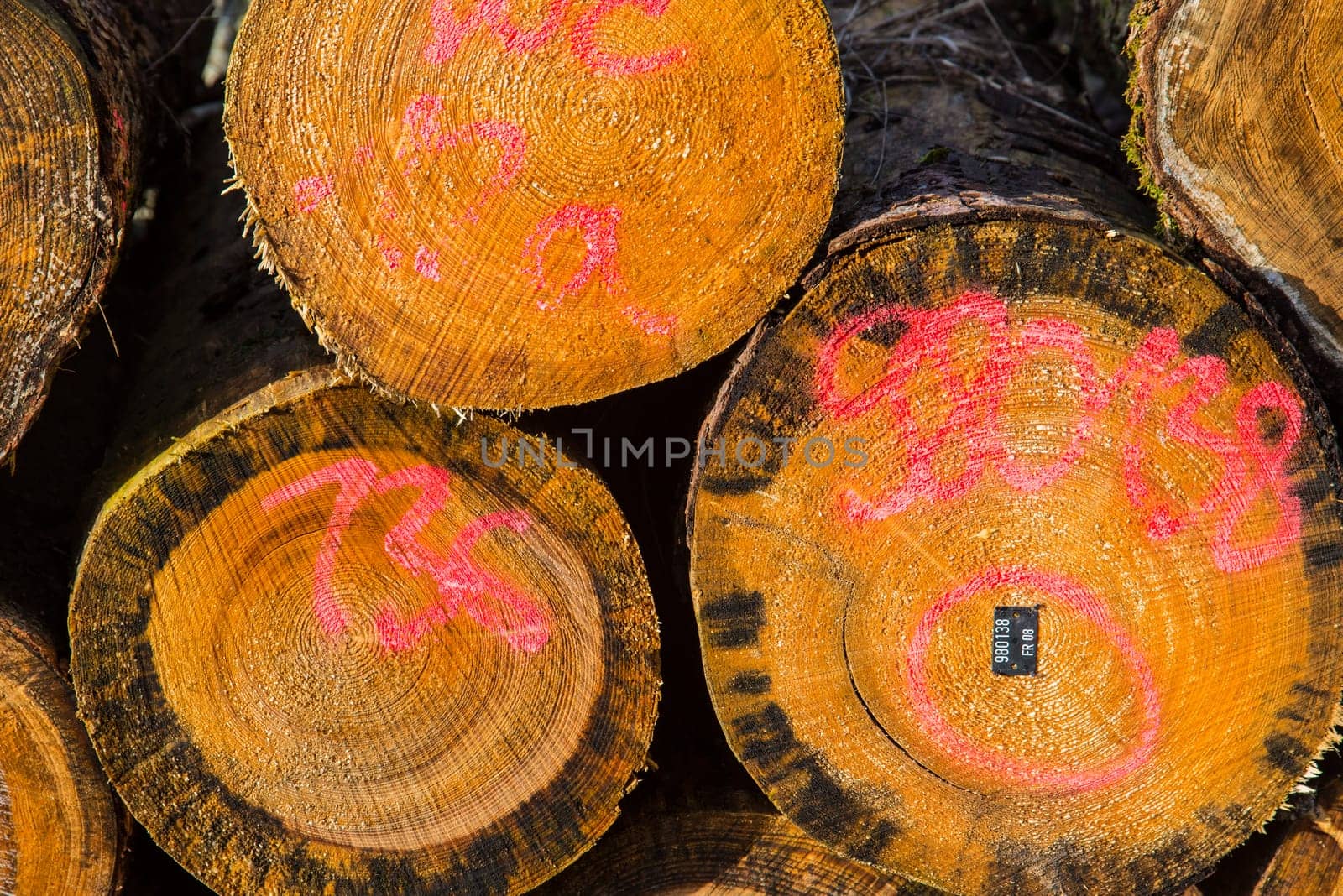 in the forest - wood