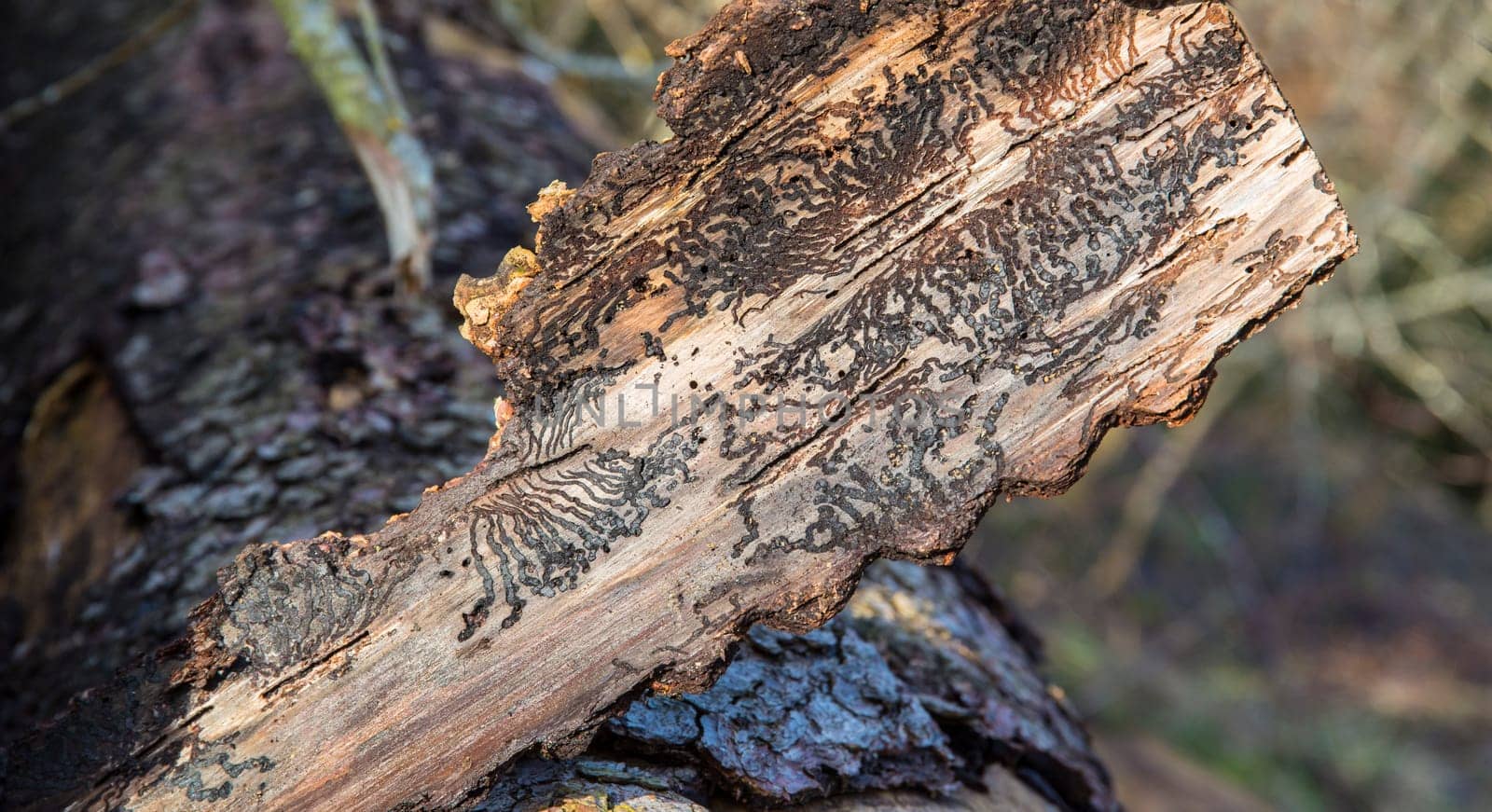 in the forest - wood