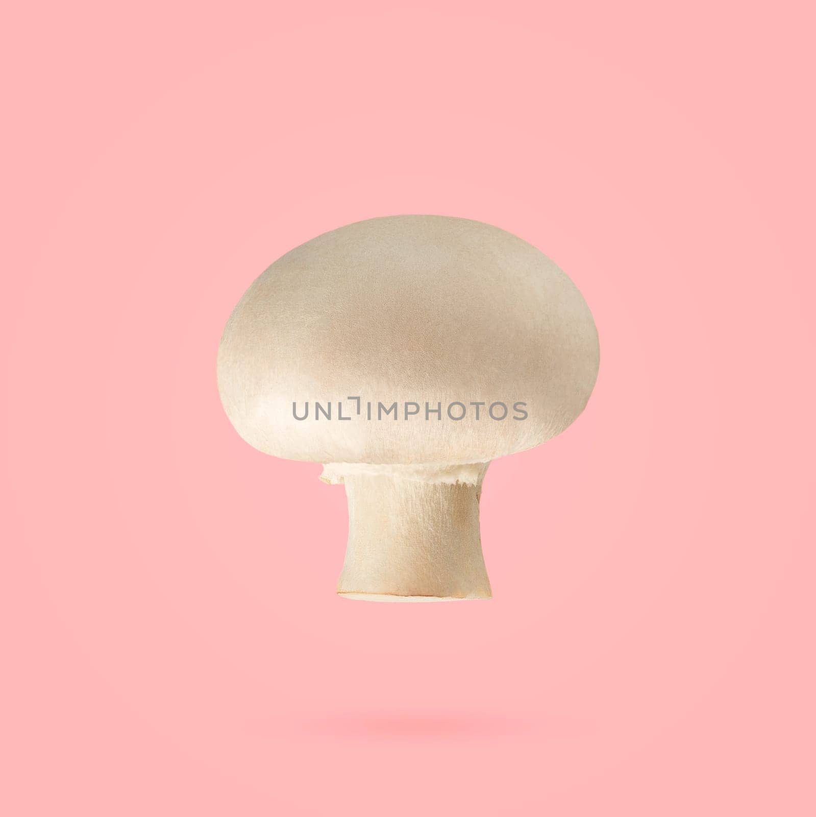 Perfectly retouched whole champignon mushrooms isolated on the pink background with clipping path. Cultivated bisporus. Organic mushroom macro studio photo. Full depth of field.