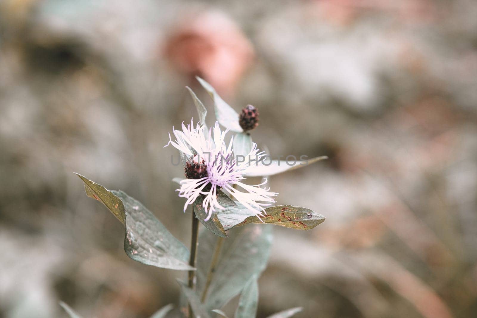 Beautiful nature view of flower on blurred autumn background in garden with copy space. Natural landscape, ecology, fresh wallpaper concept
