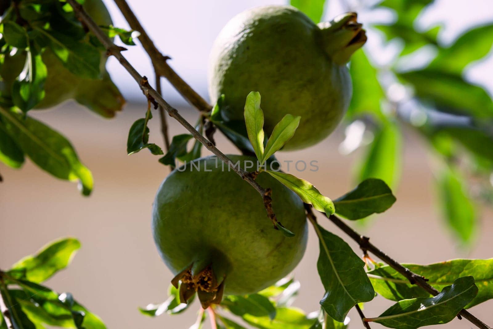 Close up of pomegranate fruits on a branch tree in a garden. agriculture concept.