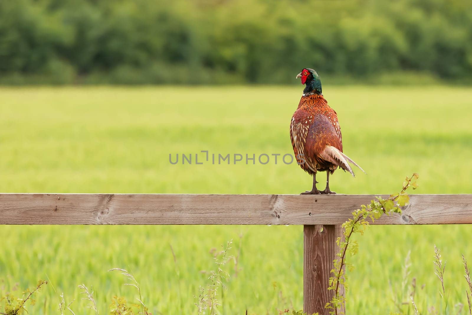 Beautiful male pheasant perched on a wooden fence looking over a green field landscape. Wild game bird in Norfolk England