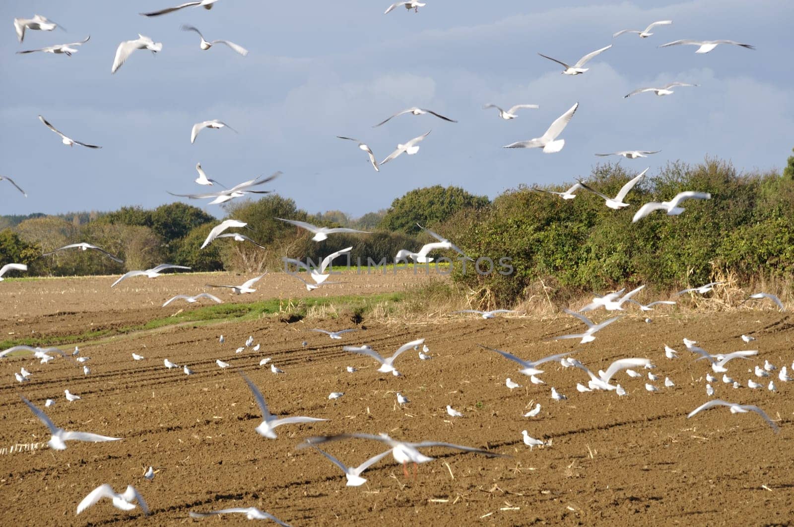 Seagulls in a field in Brittany