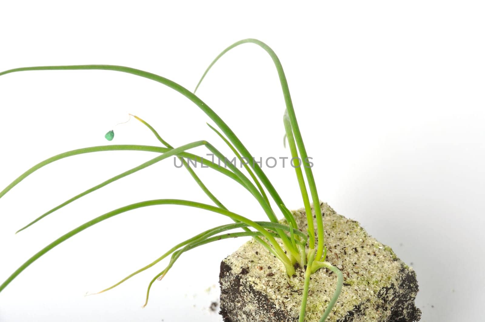 White onion plants