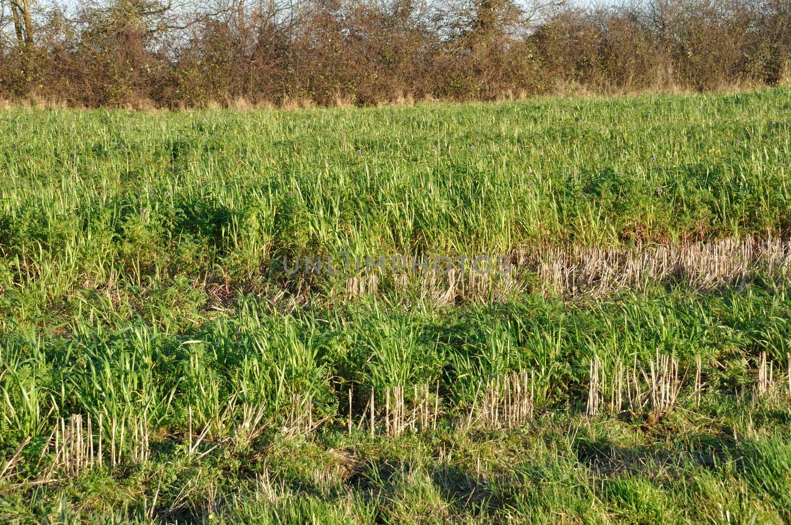 Phacelia and oats covering an agricultural plot