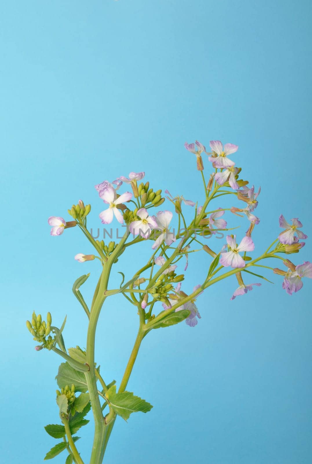 White mustard on blue background