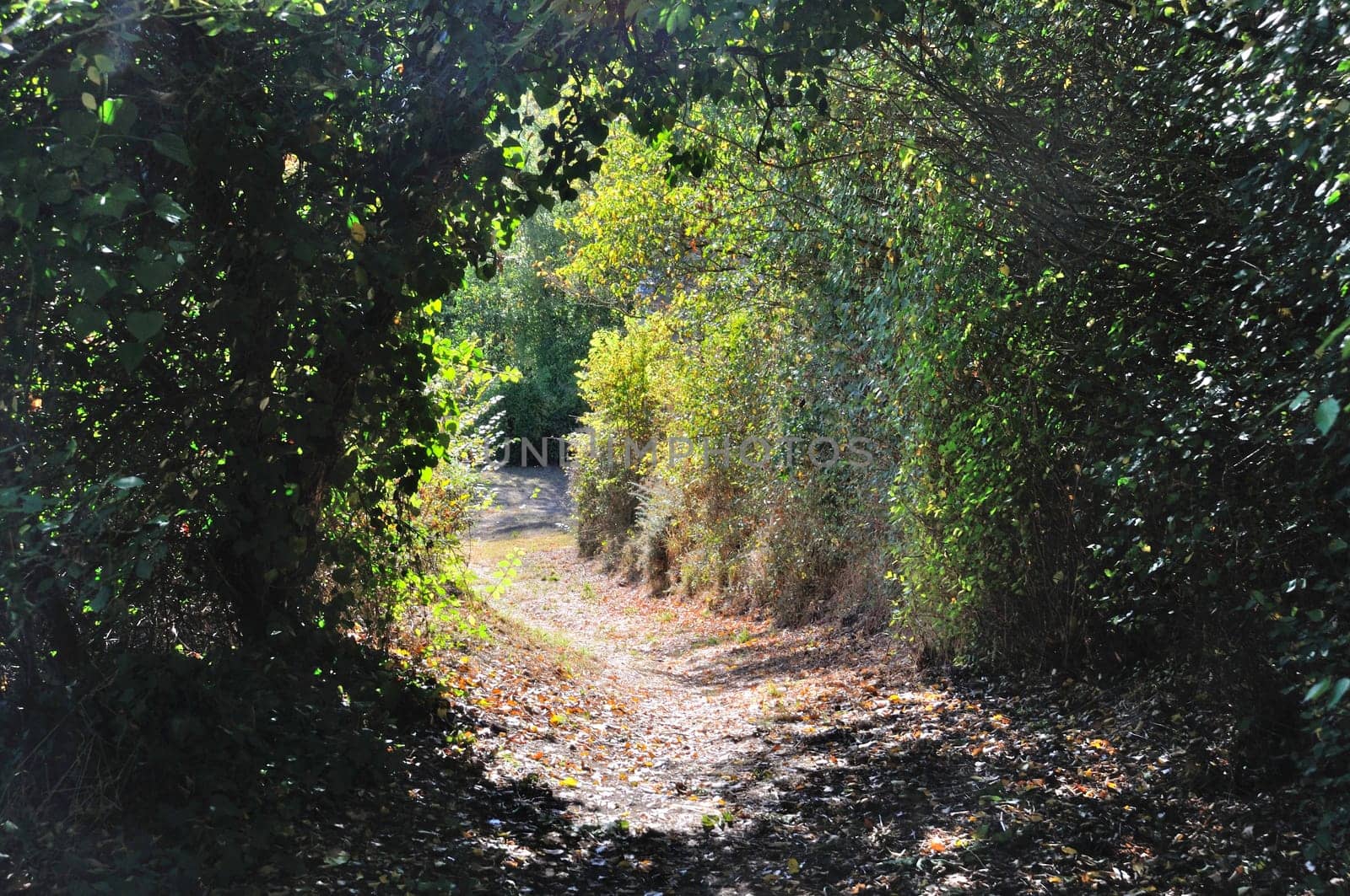 Path under a canopy of foliage