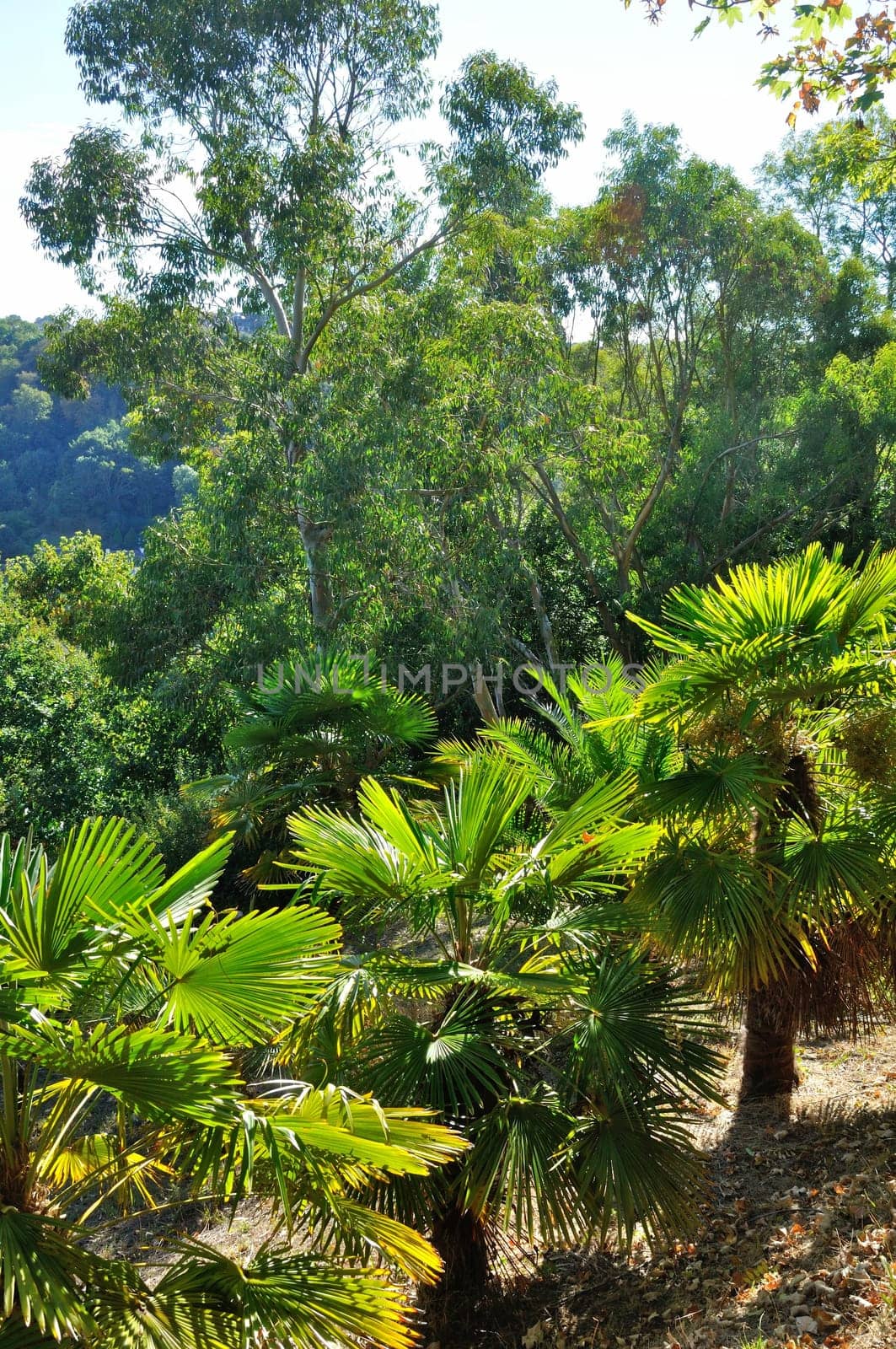 Small palm tree in a garden in Brittany