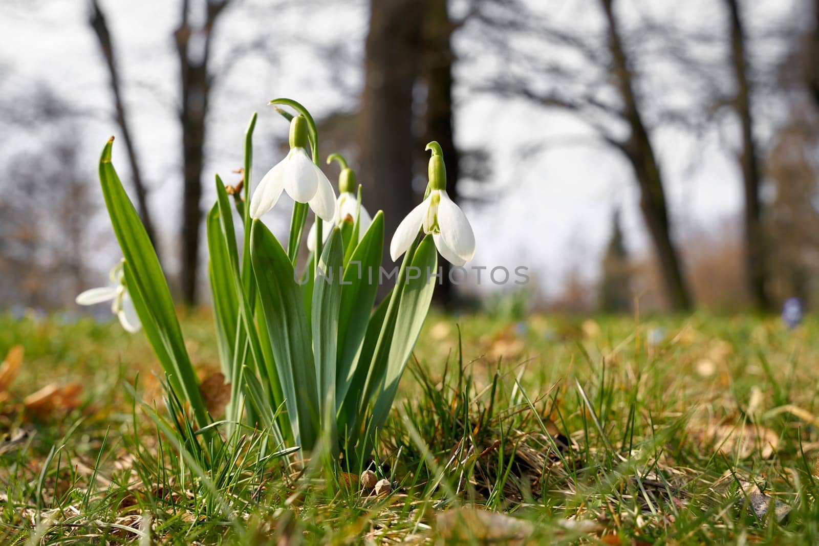 blooming snowdrop on a meadow in the Herrenkrugpark in Magdeburg in Germany in spring
