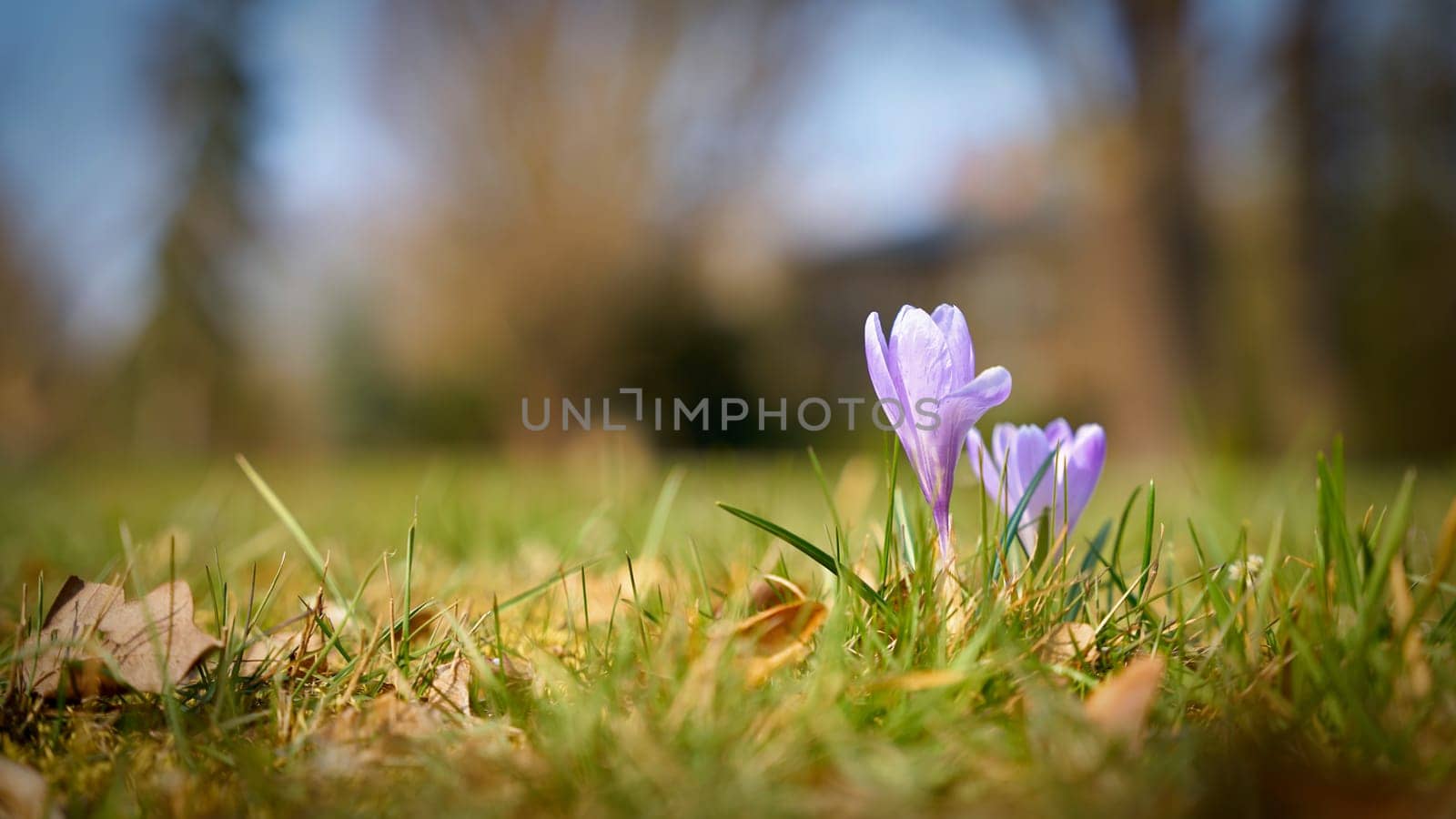 flowering crocus on a meadow in the Herrenkrugpark in Magdeburg in Germany in spring