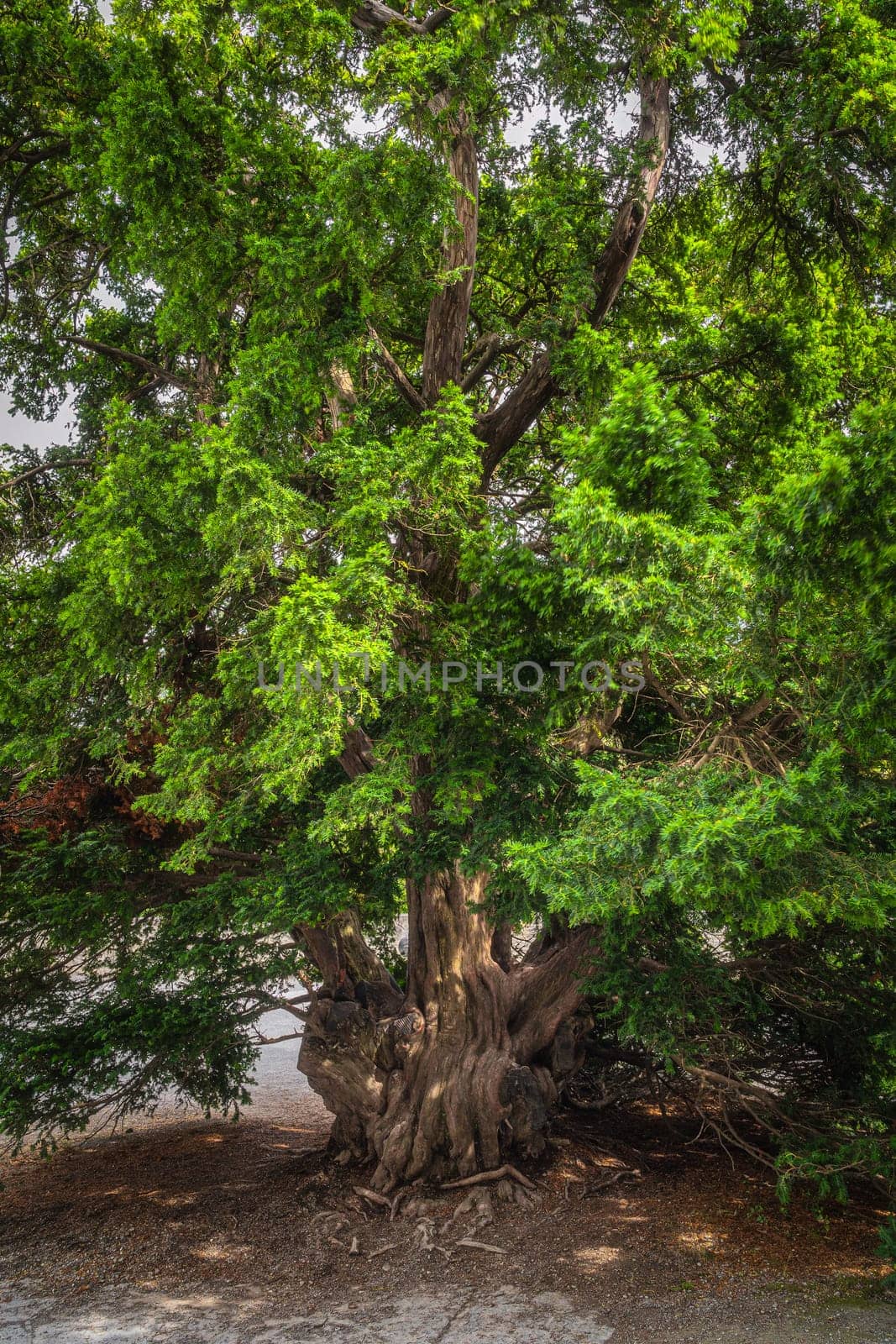 Old tree with twisted trunk and green needles illuminated by sunlight, growing in Ross Castle courtyard, Killarney, Ring of Kerry, Ireland