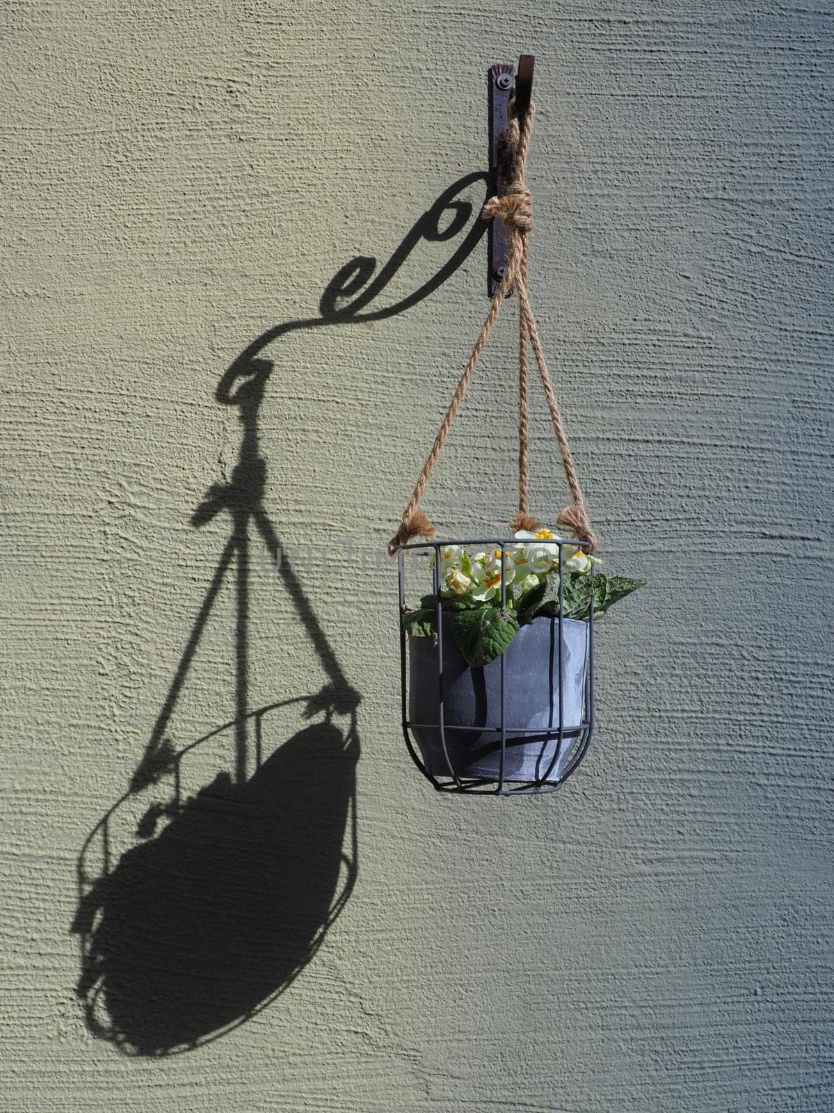 Flower - light and shadow