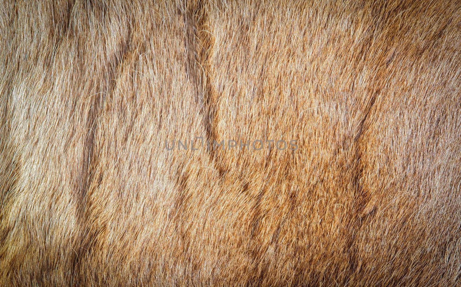 The Colored reindeer fur texture as background