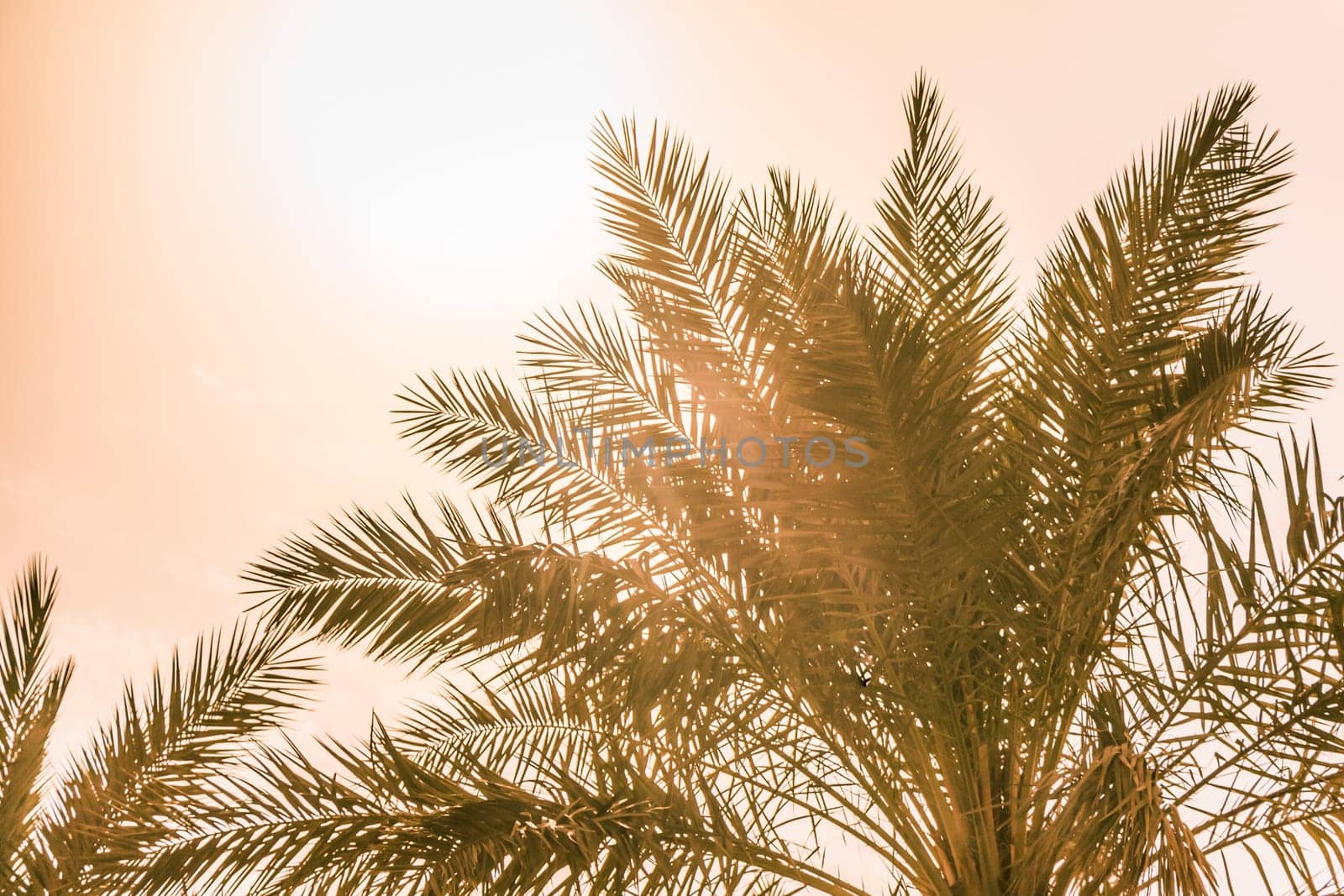 Sun light shines through leaves of palm. Beautiful wanderlust travel journey symbol for vacation trip to southern holiday dream island