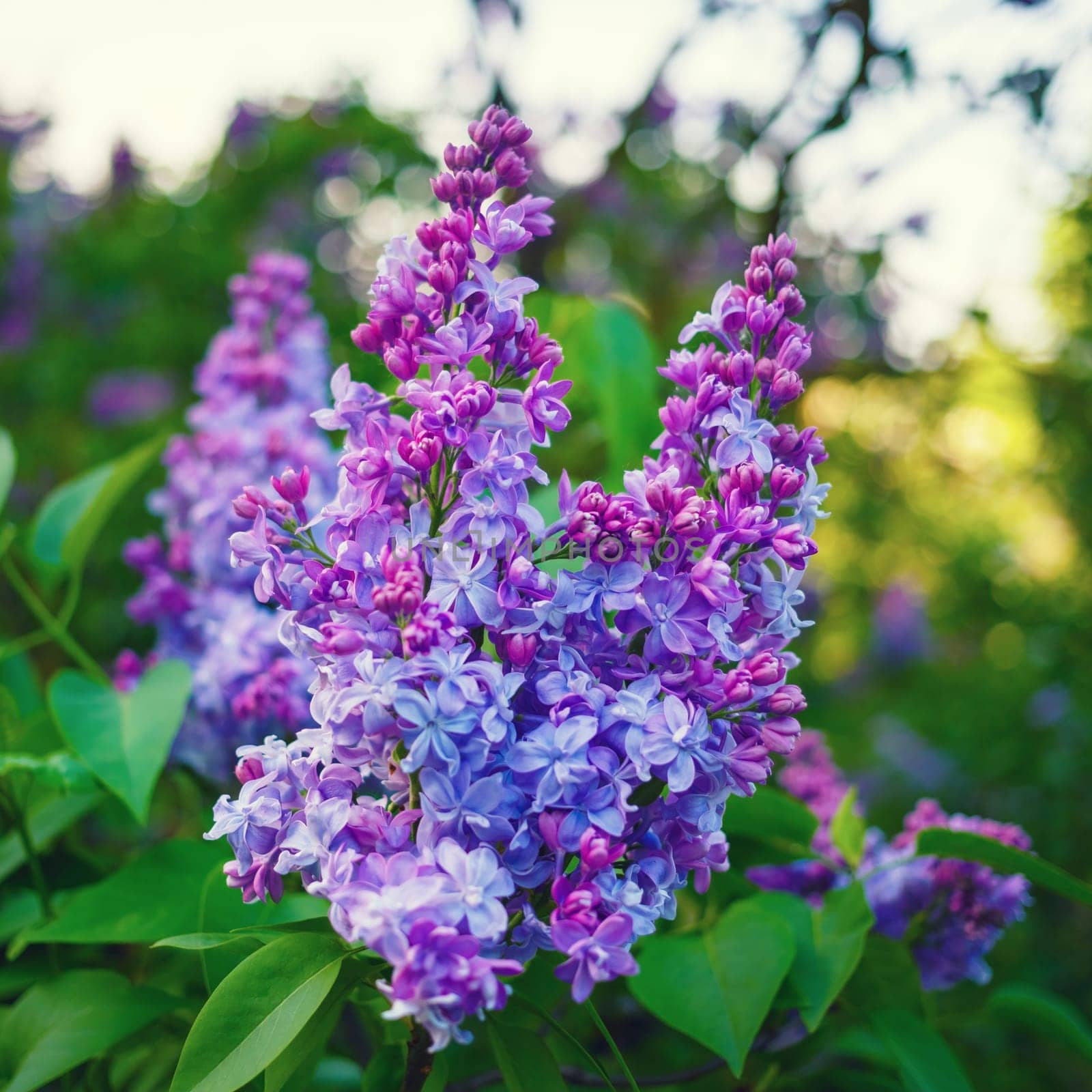 Purple lilac flowers in nature. Spring blossom.