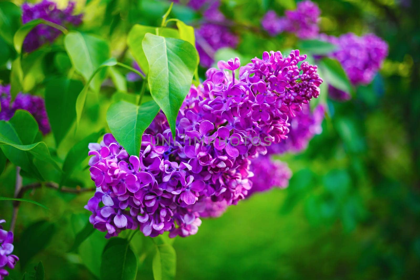 Lilacs blooming in nature. Spring blossom. Blooming lilac bush.