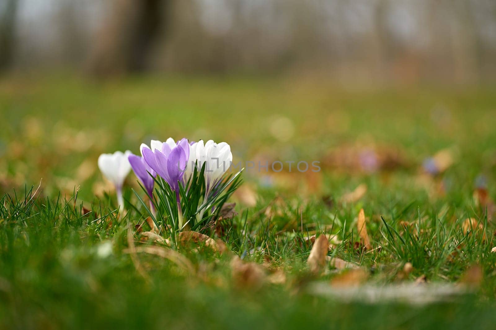 Blooming crocuses on a meadow in Herrenkrugpark in the north of Magdeburg in Germany in springtime