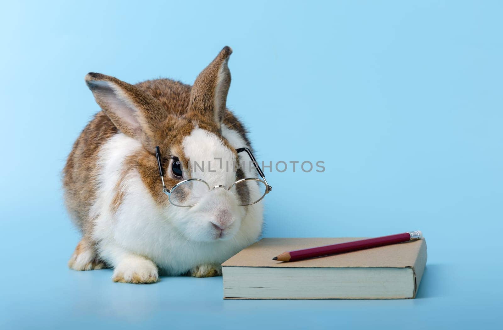Cute rabbit with glasses sitting beside the brown book on blue background. Bunny studying and reading a book, education concept.
