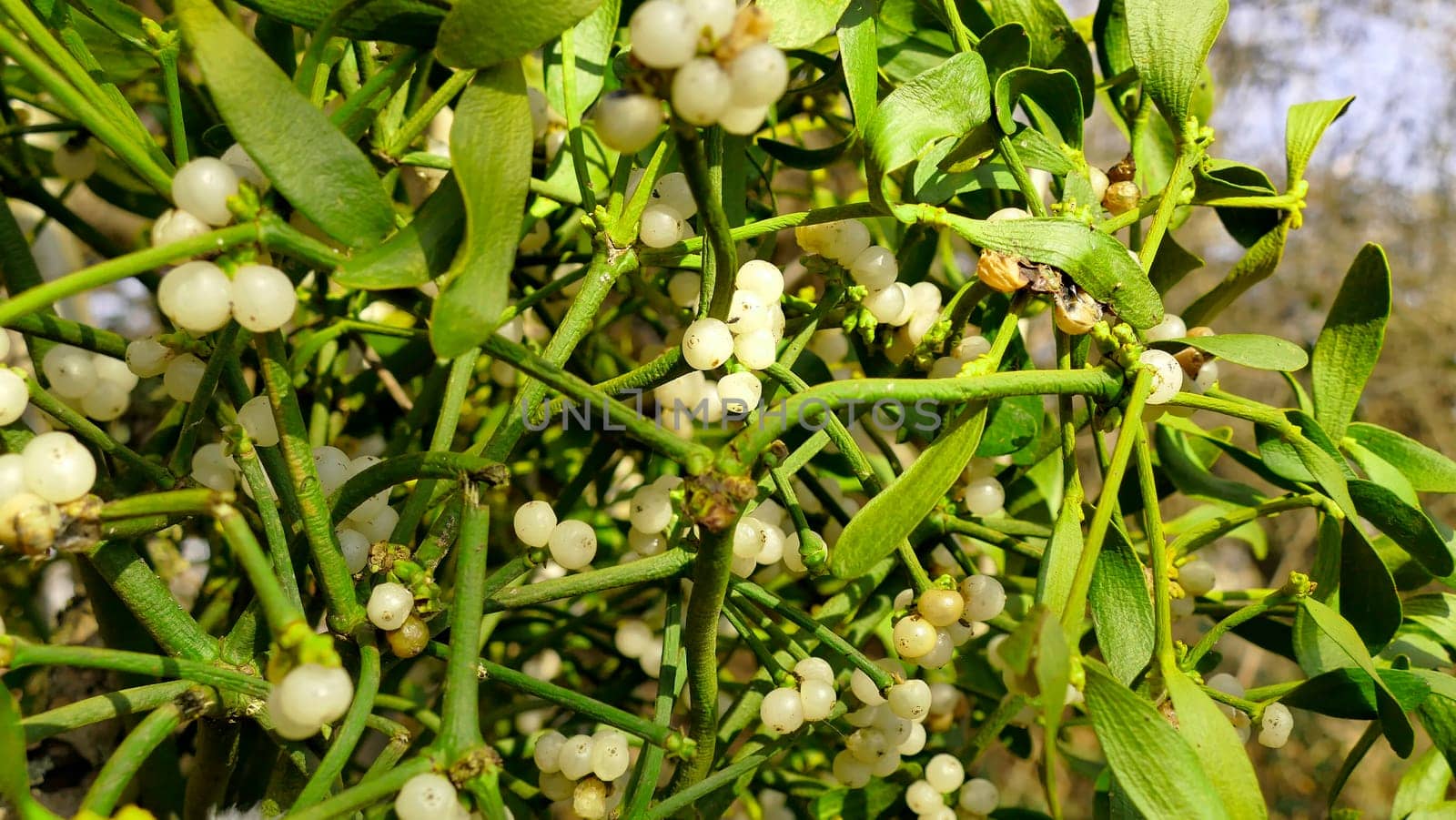 mistletoe with ripe berries