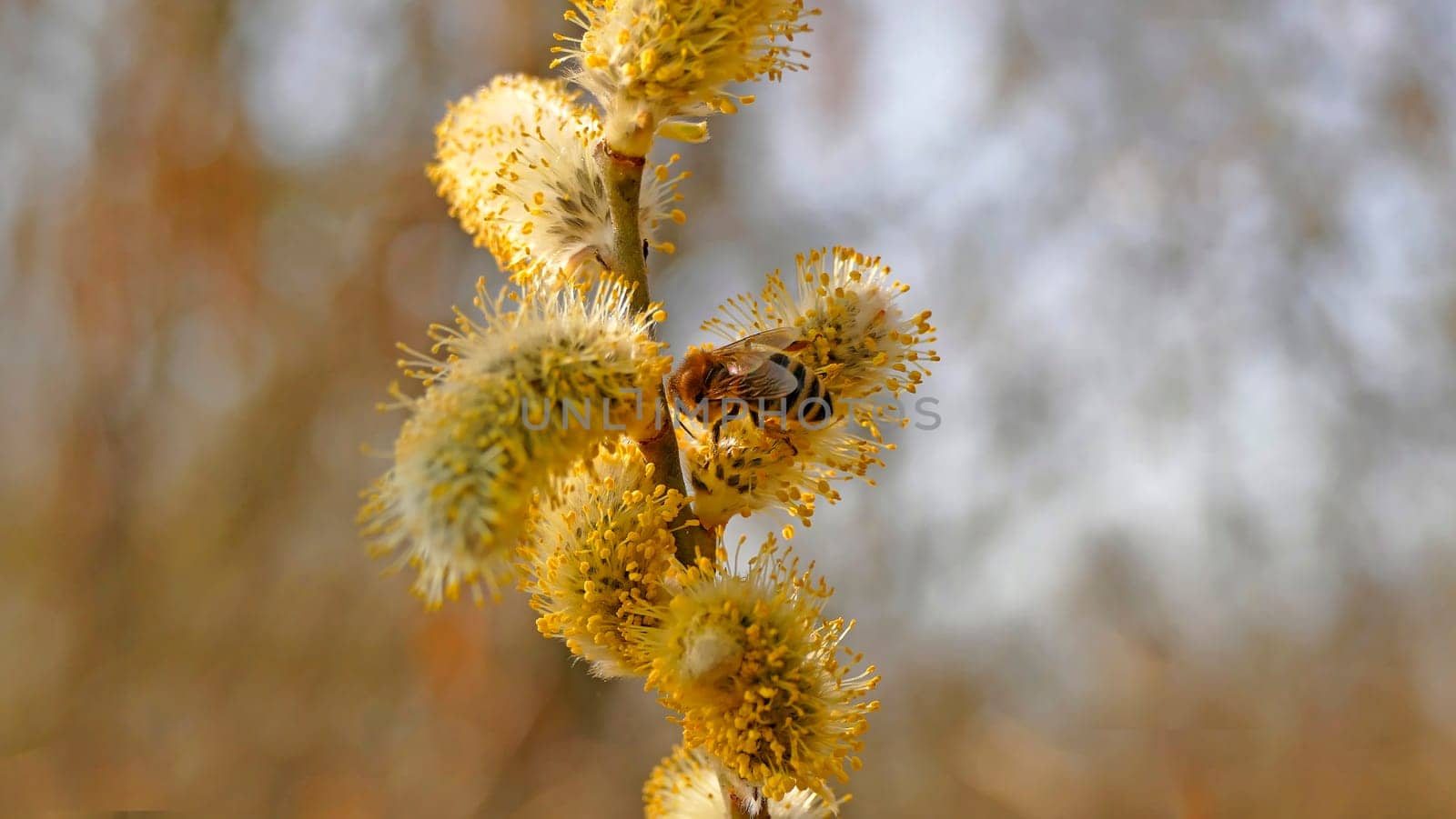 Willow blossom with bee in springtime in Germany