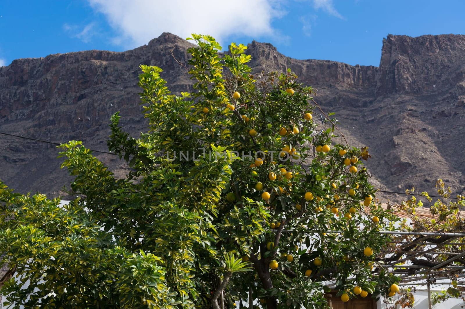 Close up of lemons hanging from a tree in a lemon grove